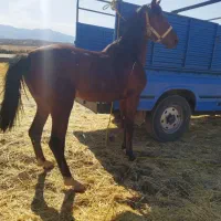 خرید و فروش اسب پالانی باری|اسب و تجهیزات اسبسواری|خرمآباد, |دیوار