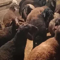 30راس بره نر پرواری|حیوانات مزرعه|باغ حلی, |دیوار