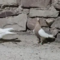 کله هفت رنگ و سینه زرد|پرنده|مشهد, میان ولایت|دیوار