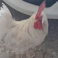 خروس صحیح