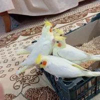 تعدادی جوجه عروس هلندی