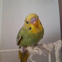 مرغ عشق ماده کاملا سالم سرحال