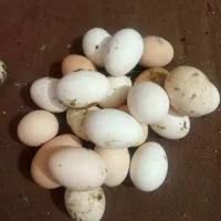 تخم مرغ رسمی تازه|خوردنی و آشامیدنی|کرج, کمال‌شهر|دیوار