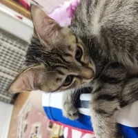 واگذاری بچه گربه