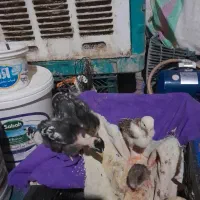 جوجه مرغ محلی|حیوانات مزرعه|خاش, |دیوار