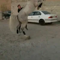 اموزش سوارکاری