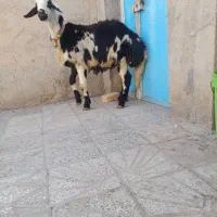 بره قوچ پوست گاوی