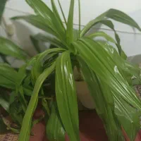 فروش گل|گل و گیاه طبیعی|لنجان, |دیوار