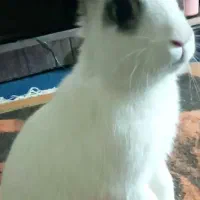 خرگوش گم شده