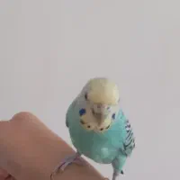 یک جفت مرغ عشق زیبا ماده کامل دستی|پرنده|مهاباد (آذربایجان غربی), |دیوار