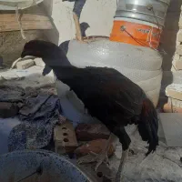 جوجه خروس لاری|حیوانات مزرعه|سلماس, |دیوار