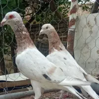 جفت سار فروشی