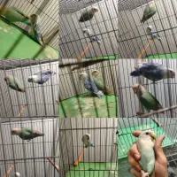 گرینچیک سرلاکی و کوتوله بالغ رنگ خاص|پرنده|بناب, |دیوار