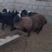 بره ماده شال