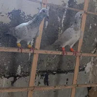 نروماده خطی