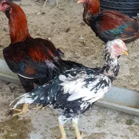 تخم مرغ نطفه دار لاری|حیوانات مزرعه|مشکین‌دشت, |دیوار