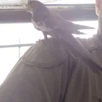 سلام معاوضه عروس هلندی ۱۱ماهه سخنگو نیم اهلی|پرنده|بوکان, |دیوار