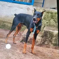 سگ دوبرمن نر۲ساله