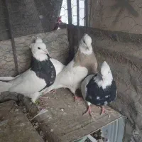 سه جفت طوقی شیش دانگ