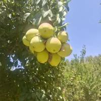 کارگر باغ ،آشنا با تراکتور