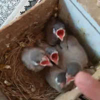 پرنده قناری