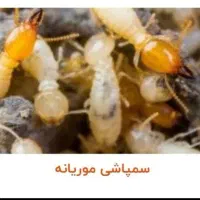سم پاشی موریانه زدایی سمپاشی مار عقرب ساس سوسک