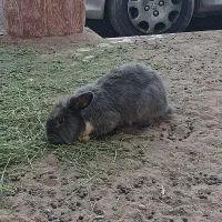 خرگوش مولد لپی هلندی اصل|موش و خرگوش|رفسنجان, |دیوار