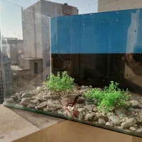 اکواریوم شیشه خم و یک آکواریوم رایگان