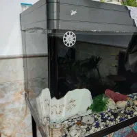 ماهی|ماهی|قم, حکمت شمالی|دیوار
