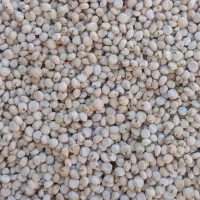 فروش دان ذرت سفید(شلو)