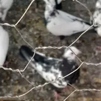 کبوتر فروشی|پرنده|اصفهان, شهرک صنعتی جی|دیوار