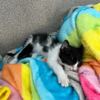 واگذاری پیشی نر|گربه|رشت, دباغیان|دیوار