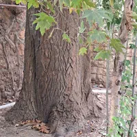 تهاتر/اقساط باغشهرهمایجان چشمه/آب اختصاصی انشعابات|فروش زمین و ملک کلنگی|شیراز, ابیوردی|دیوار