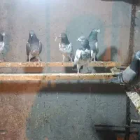 کبوتر پاکستانی