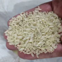 برنج کامفیروزی