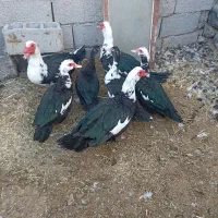 اردک اسرائیلی فروشی