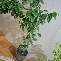 درخته بهار نارنج و درختچه فردوس