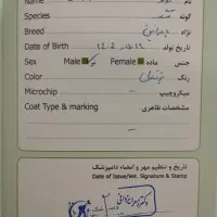 توله پامرانین|سگ|اسفراین, |دیوار