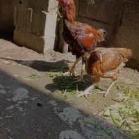 مرغ و خروس لاری