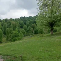 فروش فوری زمین مسکونی|فروش زمین و ملک کلنگی|بره‌سر, |دیوار