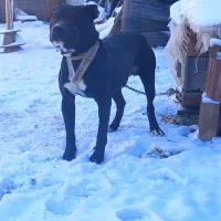 پیتبول نر|سگ|فاروج, |دیوار