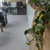 استخدام خانم جهت خدمات محیط اداری و آشپزی ساده|استخدام سرایداری و نظافت|مشهد, نوید|دیوار