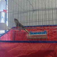 قناری نر مست مست