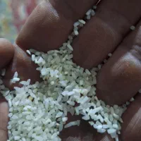 نیم دانه ولاشه فجر