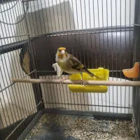 سهره قناری|پرنده|همدان, |دیوار