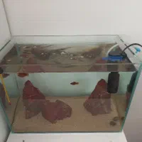 آکواریوم ریملس