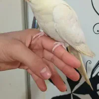 طوطی عروس مولد