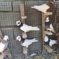 دسته بهبهونی خوب