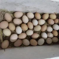 تخم مرغ نطفه دار