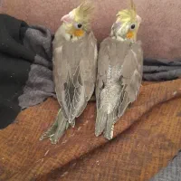 جوجه عروس هلندی|پرنده|الوند, |دیوار